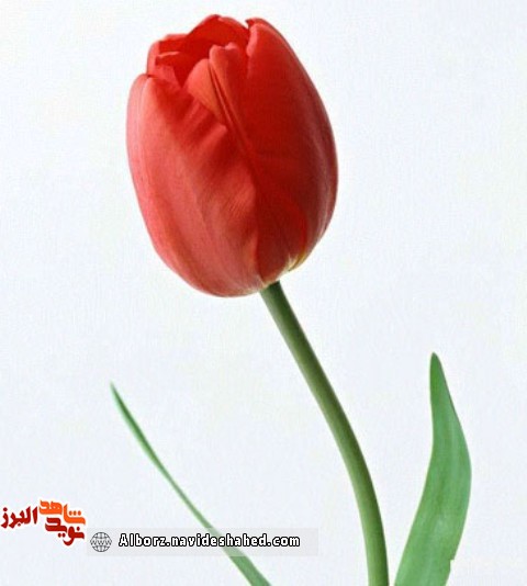 پاسخ به امر الهی به سبک شهید «احمد رضا بیات» پاسخ به امر الهی به سبک شهید «احمد رضا بیات»